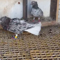 چنتا رنگی|پرنده|اهواز, کیانشهر|دیوار