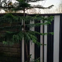 کاج مطبق زیبا