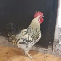 خروس سالم جوان