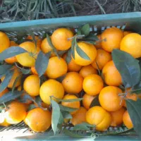 پرتقال تامسون برگ چین