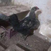 ۱عدد جوجه مرغ ۳ماهه ۱عدد خروس ۵ماهه سیاه|حیوانات مزرعه|مشهد, سجادیه|دیوار