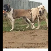 توله سگ|سگ|نیشابور, مازول|دیوار