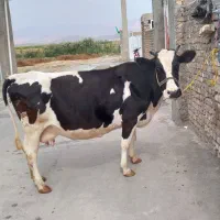گاوماده