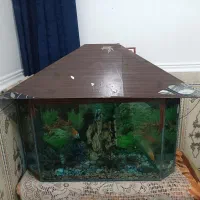 اکواریوم|ماهی|سوسنگرد, |دیوار