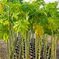 انواع نهال مرکبات شناسنامه دار و پاپایا|خدمات باغبانی و درختکاری|دزفول, |دیوار