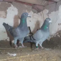 مسافتی نر و ماده