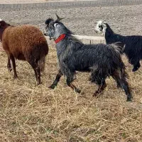 باسلام یک راس بزغاله دوبری همه چی تمام|حیوانات مزرعه|مبارکه, |دیوار