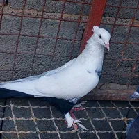 تعداد کبوتر روهمی ...قیمت مناسب|پرنده|بافق, |دیوار