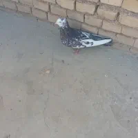 با سلام کفتردومسبزودومکاغذی دمسبزنرودومکاغذی ماده