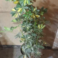 شفلرا|گل و گیاه طبیعی|تهران, جمال‌زاده|دیوار