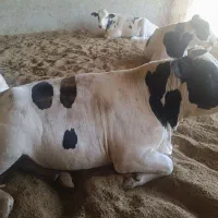 گاو گوساله قصابی کشتار