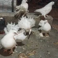 کفتر دم چتری|پرنده|کرمان, |دیوار
