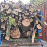 خرید چوب باغی و ساختمانی|خدمات باغبانی و درختکاری|گرگان, |دیوار