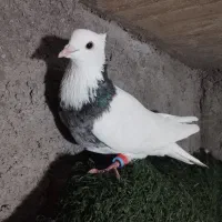 کبوتر طوقی|پرنده|دزفول, |دیوار