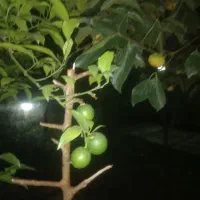 لیمو تازه ،نارنج آبدار|خوردنی و آشامیدنی|نوشهر, |دیوار