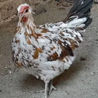 تخم نطفه دار گلین لری قلم سبز اصل|حیوانات مزرعه|قم, بلوار امین و ساحلی|دیوار