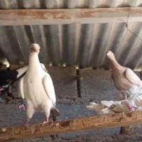 تعدادی کبوتر|پرنده|زرند, |دیوار