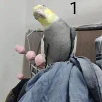 عروس هلندی نر