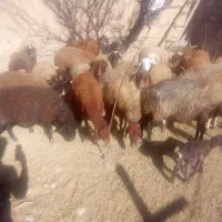 شیشک یامیش جوان ابستن|حیوانات مزرعه|باوله, |دیوار