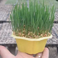 بنفشه و سبزه نوروز