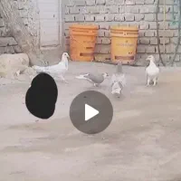 چهار تا کفتر همه باهم