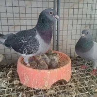یک جفت کبوتر مسافتی با جوجه هاشون