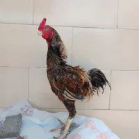 خروس لاری