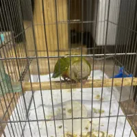 طوطی گرین چیک|پرنده|تهران, جمال‌زاده|دیوار