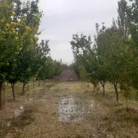 فروش باغ ۱۰۰۰ متر|فروش دفتر صنعتی، کشاورزی، تجاری|کشکسرای, |دیوار