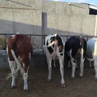 گاوشیری3 وتلیسه