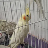 عروس هلندی نژاد خاص