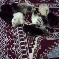 جوجه مرغ سه روزه