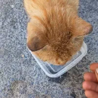 گربه|گربه|اراک, |دیوار