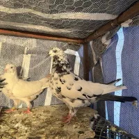 کبوتر پرشی|پرنده|تاتار علیا, |دیوار