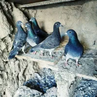 کبوترمسافت بلند