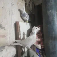 کفترپرشی و جفتگاه