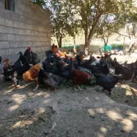 تخم مرغ نطفه دار