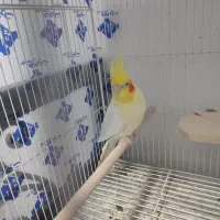 عروس هلندی مولد و فنچ مصری مولد|پرنده|شیراز, شهرک جماران|دیوار