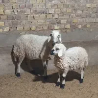 میش با بره نر|حیوانات مزرعه|رفسنجان, |دیوار