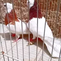 طوقی