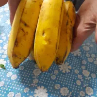 نهال موز با نازلترین قیمت|گل و گیاه طبیعی|ساری, |دیوار