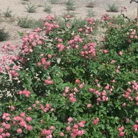 400 متری سند دار مناسب باغ و سوله