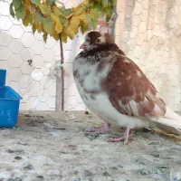 نر تهرانی کاشانی چشم دو رنگ|پرنده|دورود, |دیوار