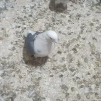 دوجفت ابلغ سبز درج یک دهن خورد|پرنده|جوادآباد, |دیوار