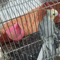 عروس هلندی جفت