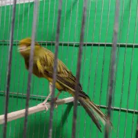 قناری رسمی بلند  وموزایکی نر و ماده آماده جفت|پرنده|اندیشه, شهرک المهدی|دیوار