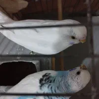 مرغ عشق|پرنده|بیجار, |دیوار