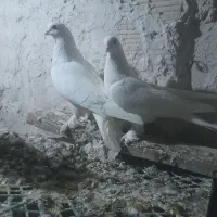 کفتر|پرنده|تبریز, |دیوار