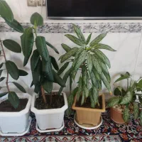 فروش 4 تا گل