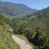 باغ مرکبات 11 هزار متر / سواری رو /شهر املش